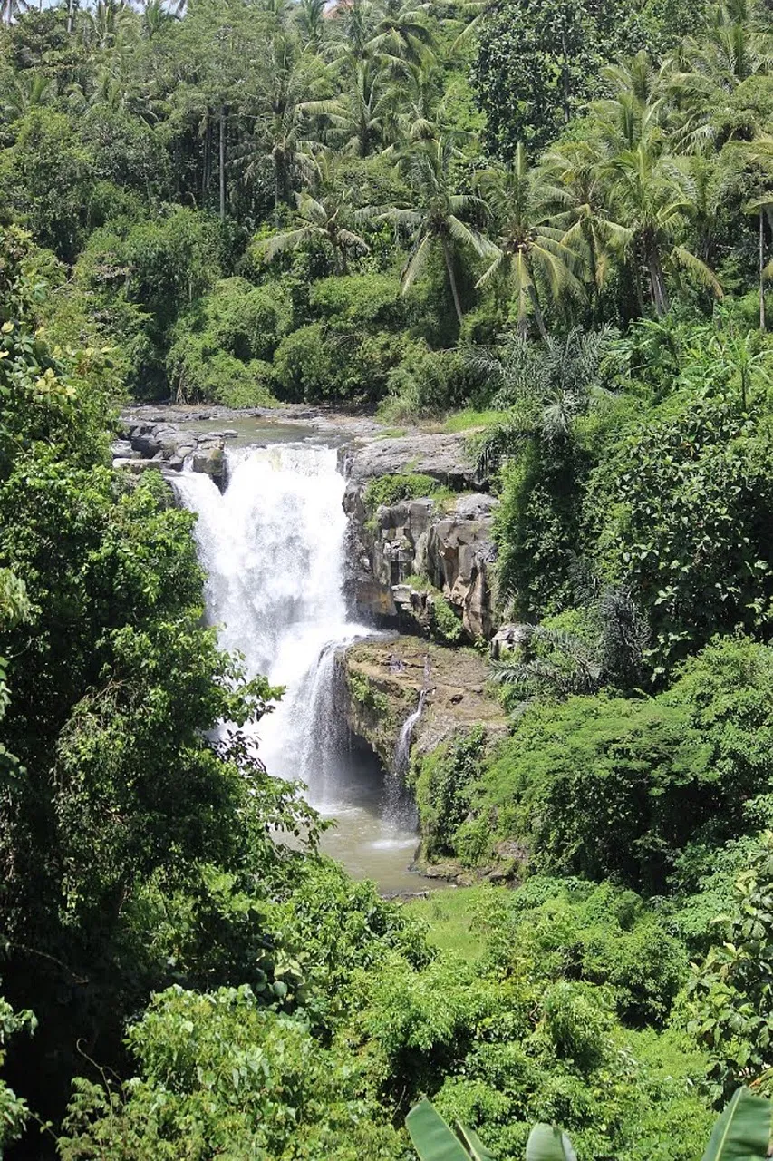 Air terjun di tengah hutan hijau