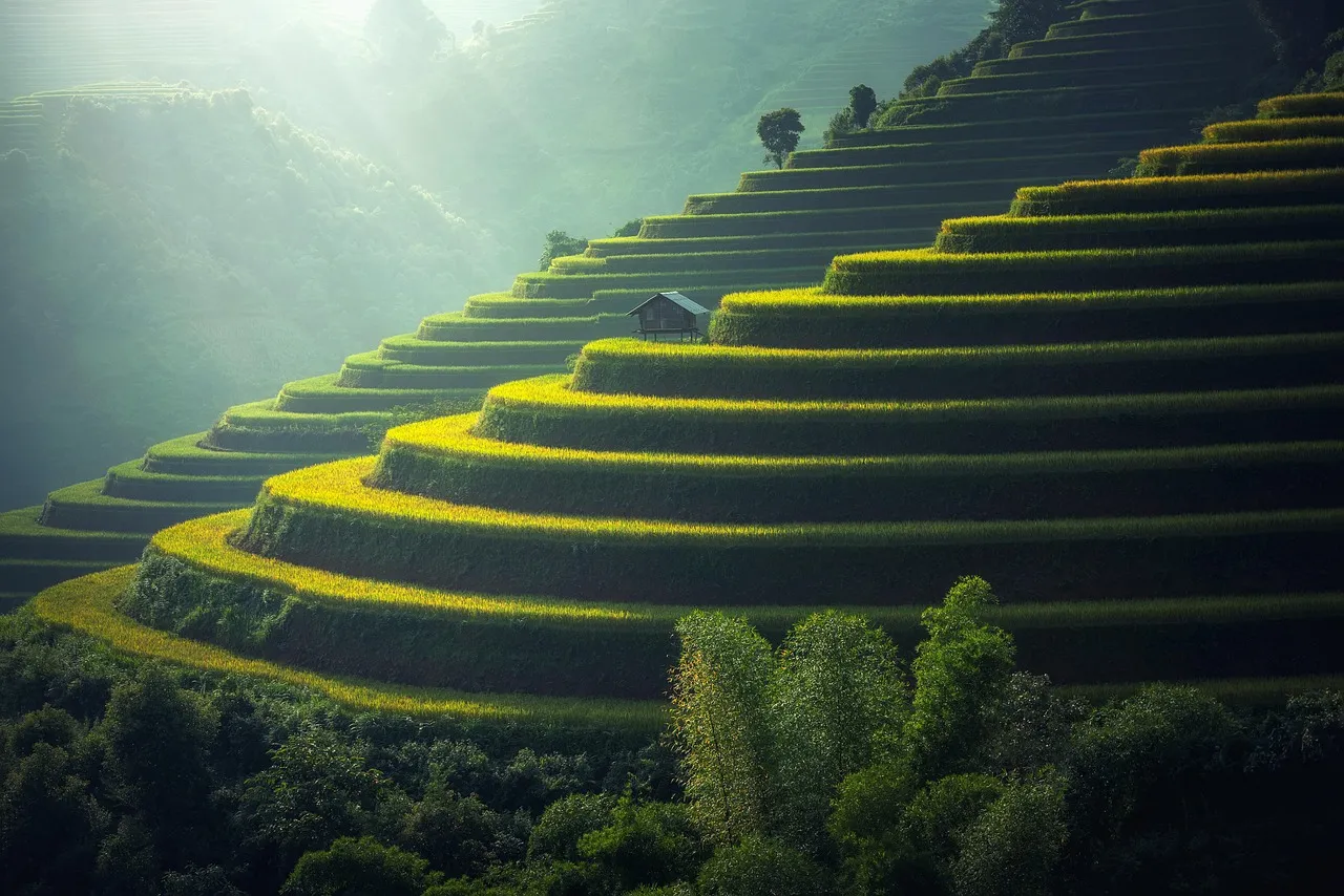 Sawah berundak diselimuti kabut pagi