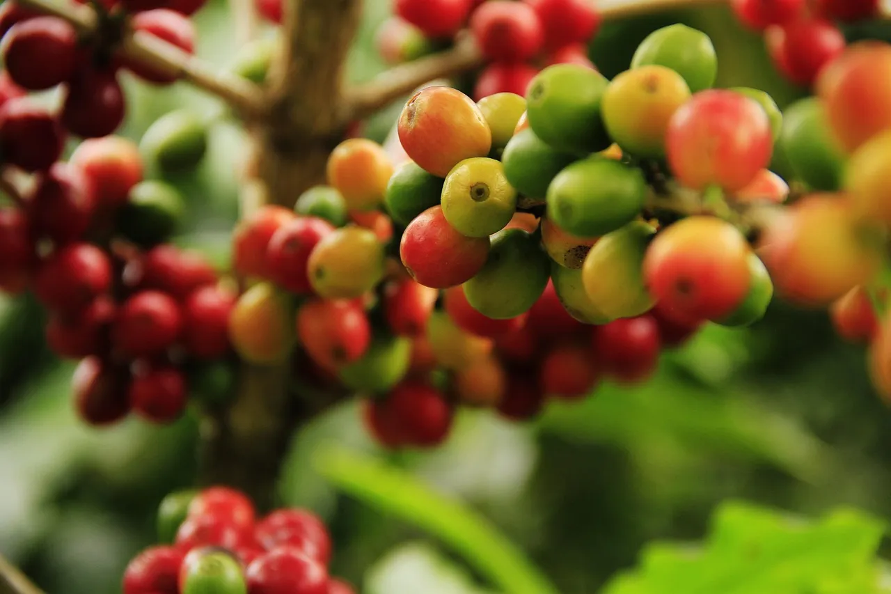 Buah kopi merah dan kuning di dahan