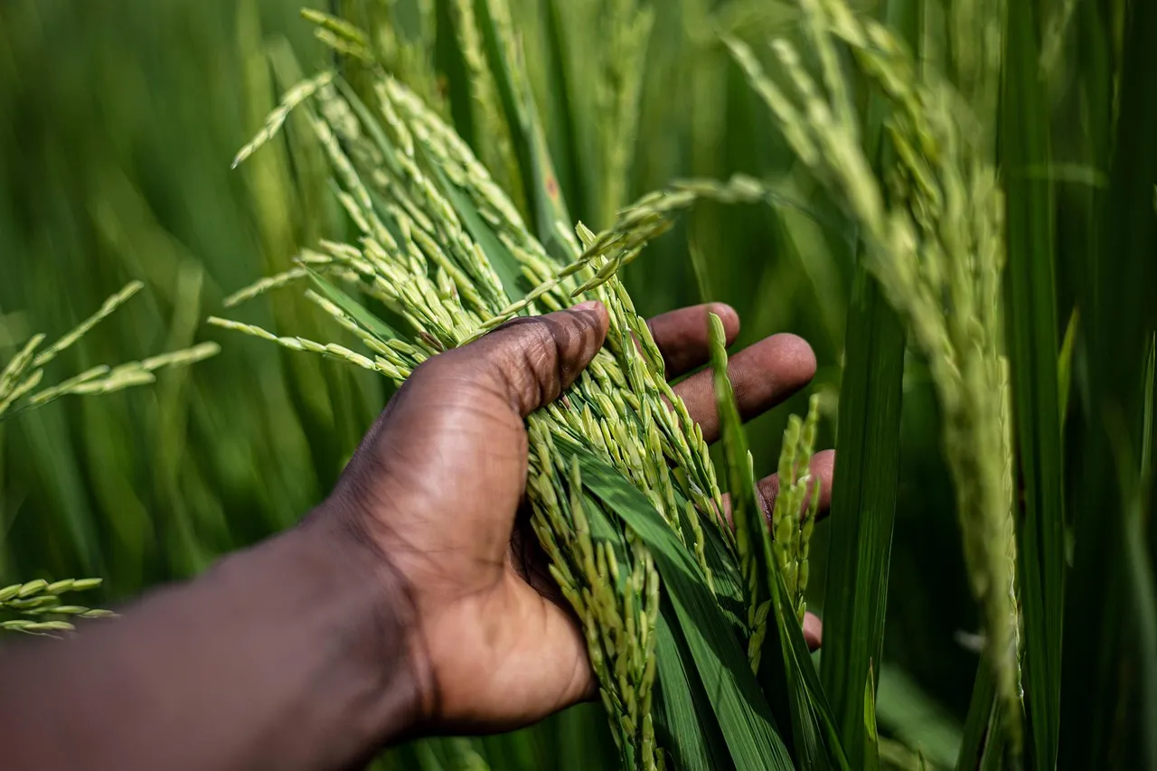 Panen raya di Sembada selatan, petani pilih jual gabah kering ke koperasi